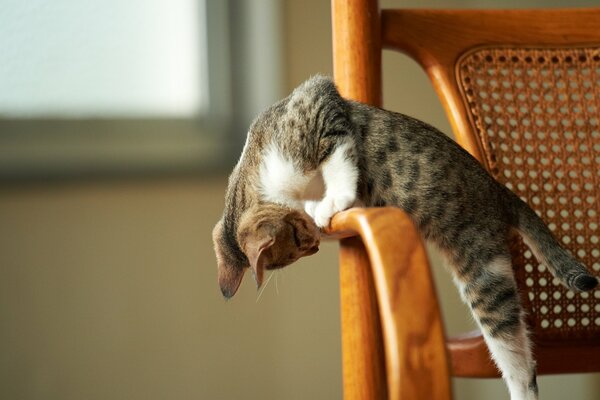 Gattino grigio che gioca sulla sedia