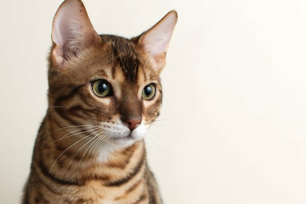 A calm cat on a light background