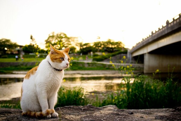 Chat sur fond de rivière