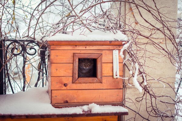 Katze im Vogelhaus im Winter Schwämme