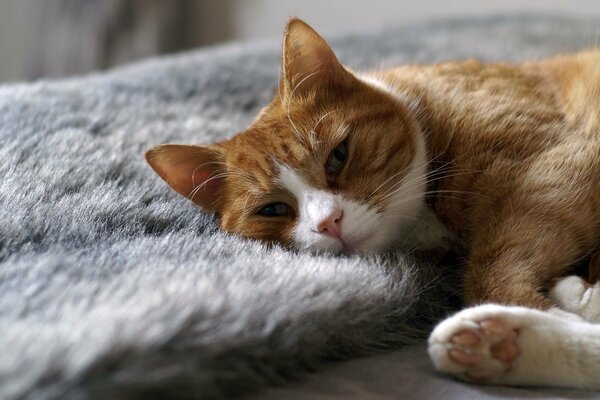 Eine rothaarige Katze mit weißen Pfoten liegt auf der Decke