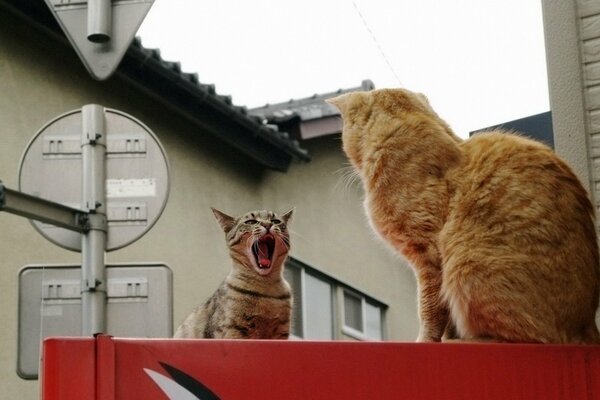 Katzen reden. Katzen demontieren. Demontage von Wolle