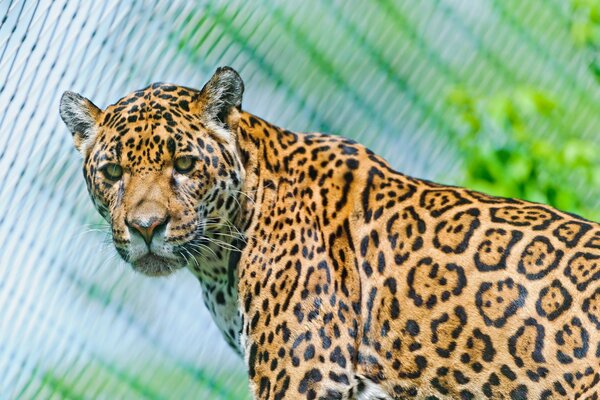 El Jaguar tiene una verdadera mirada de depredador