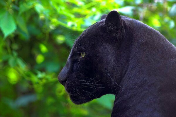 Ein genauerer und aufmerksamer Blick des Panthers