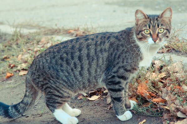 A cat walks in the autumn garden