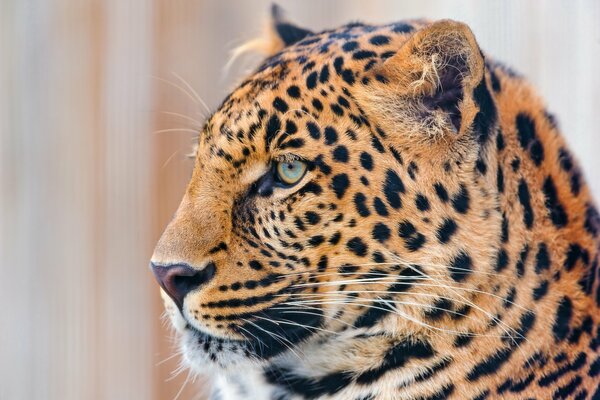 Hocico de leopardo con ojos azules de perfil