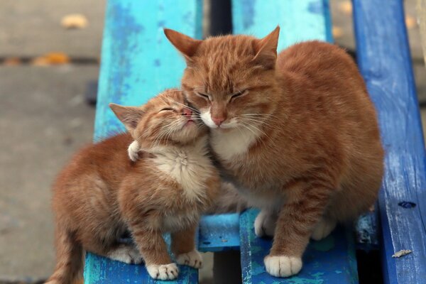 Mom cat hugs a kitten