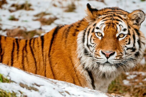 Tigre nella neve, muso di tigre predatrice, animale nella foresta innevata