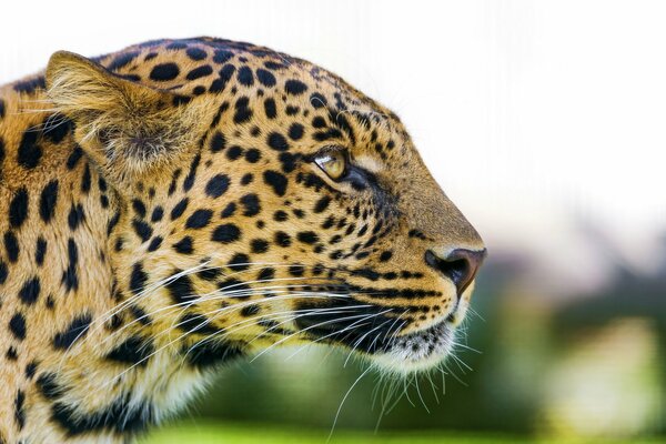 Mirada depredadora de leopardos adultos