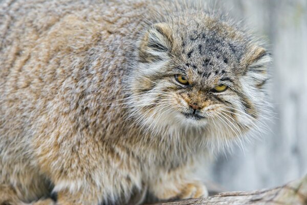 Die gigantischste Katze der Welt