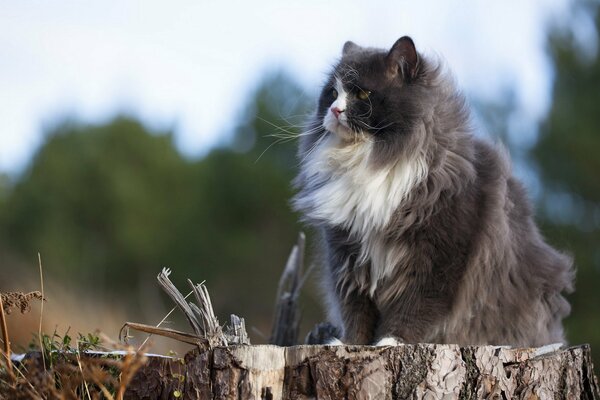 Eine flauschige graue Katze sitzt auf einem Baumstumpf