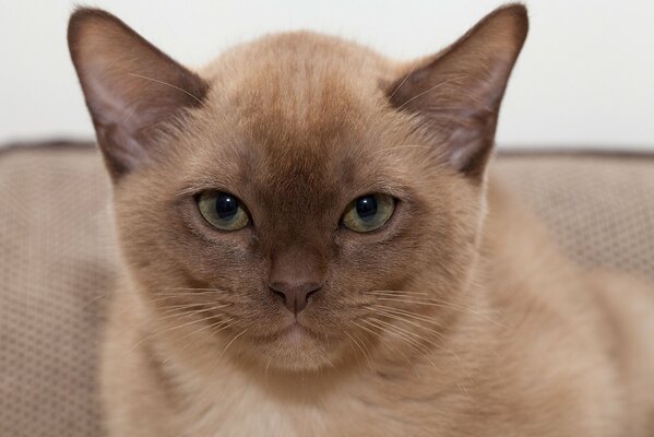 The smiling face of the Burmese cat