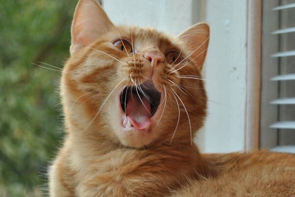 Red cat yawns on the window