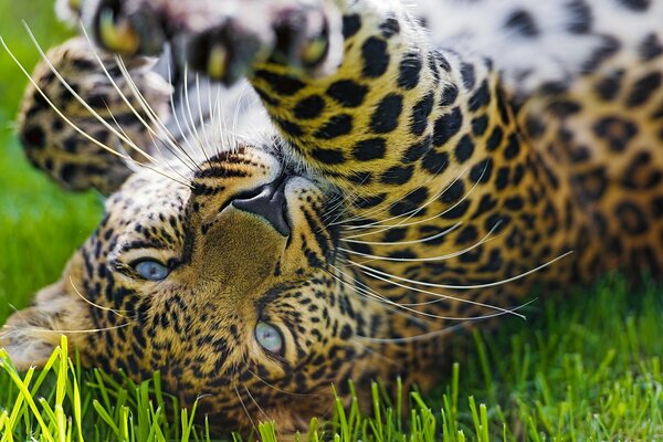 Junger Leopard auf grünem Gras