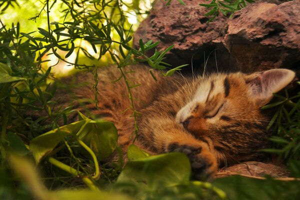 Gatto addormentato nell erba verde