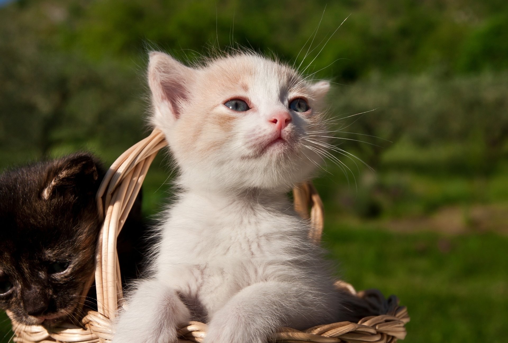 kittens kids basket