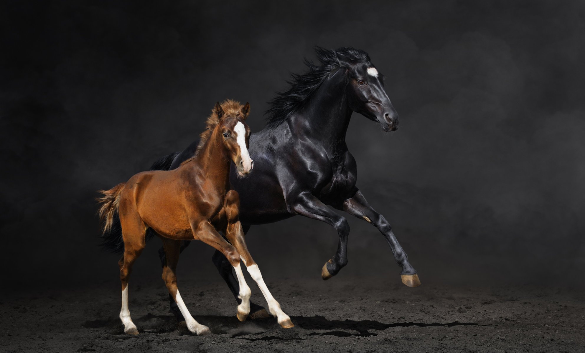 cheval couple poulain course poussière