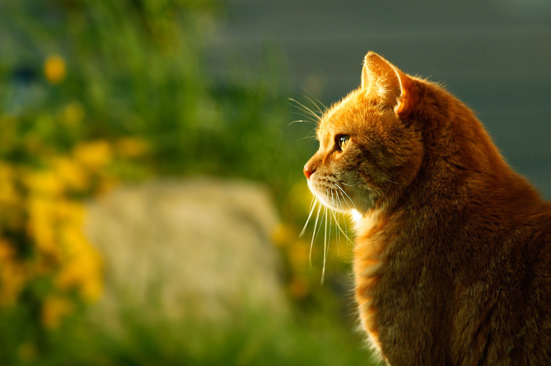 chat assis lumière profil rousse flou