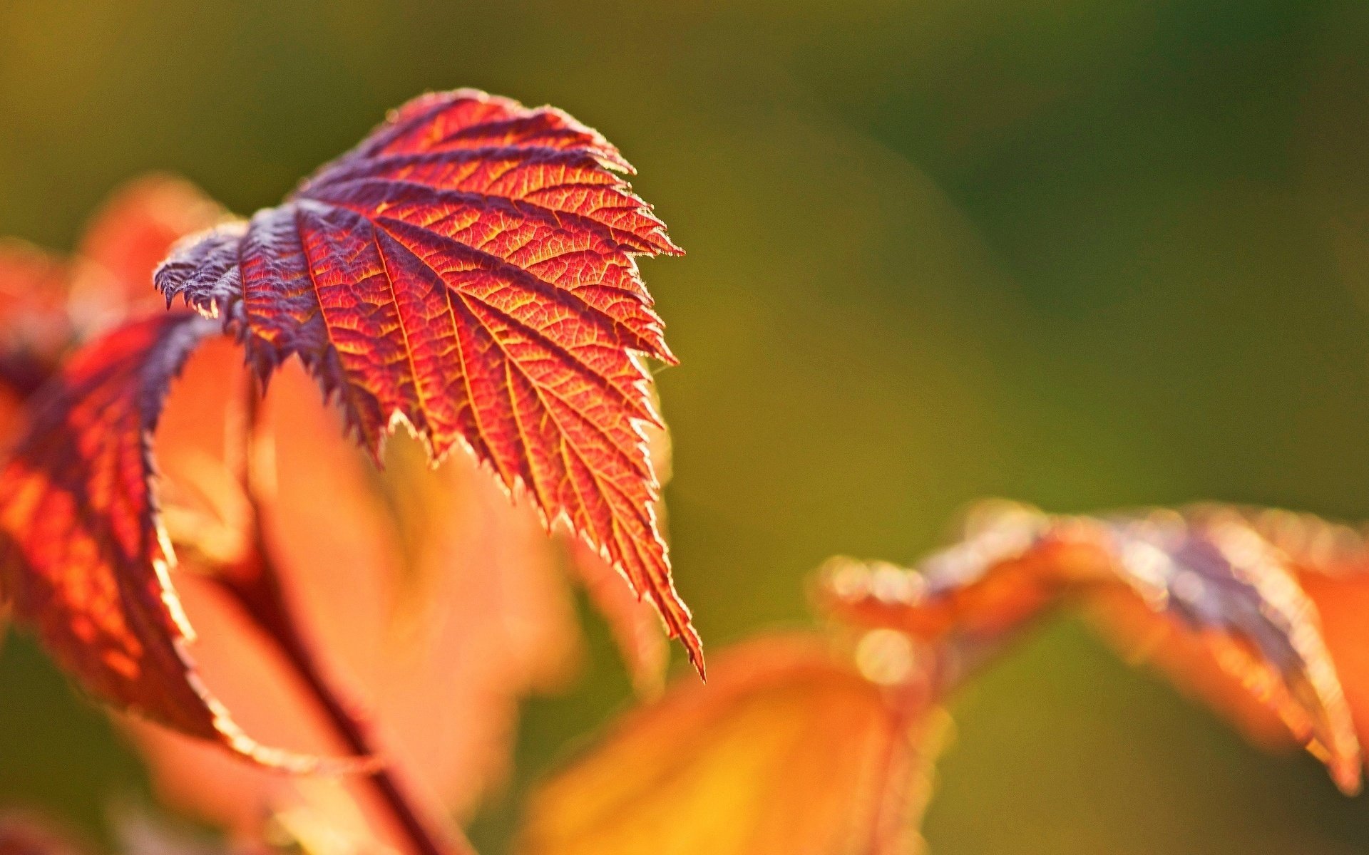 gros plan feuille automne flou bokeh