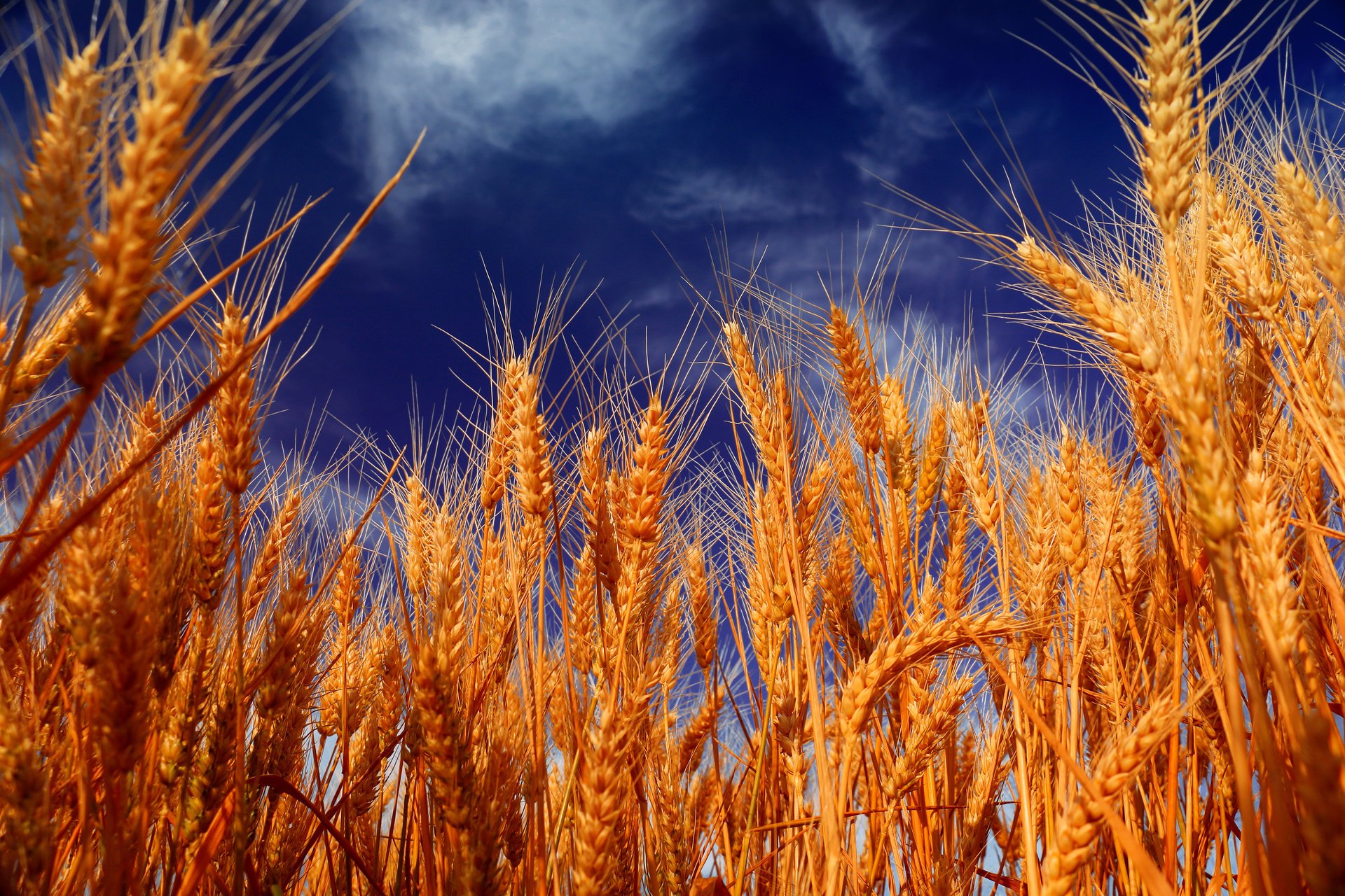 wheat spikelets ear