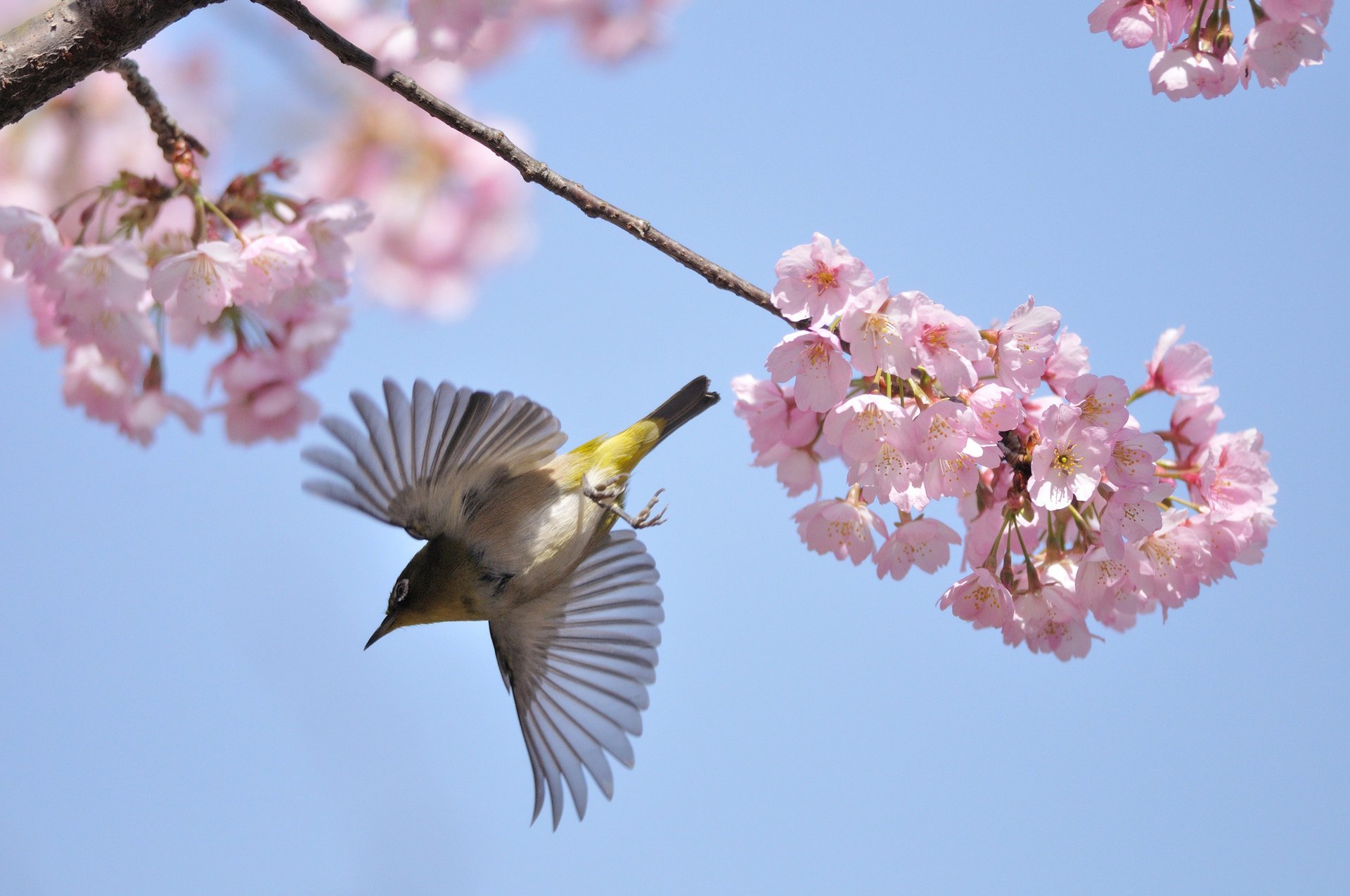 pring cherry bird flight blooming branche