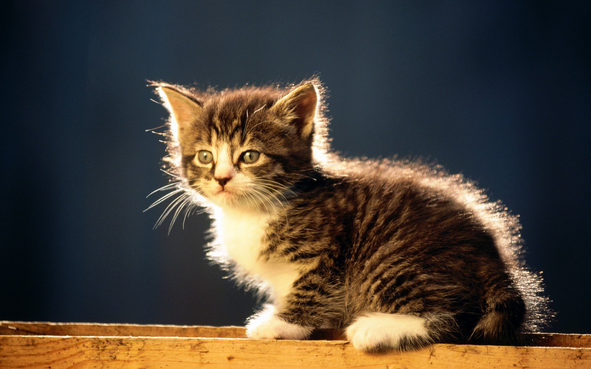 gato sentado rayado gatito