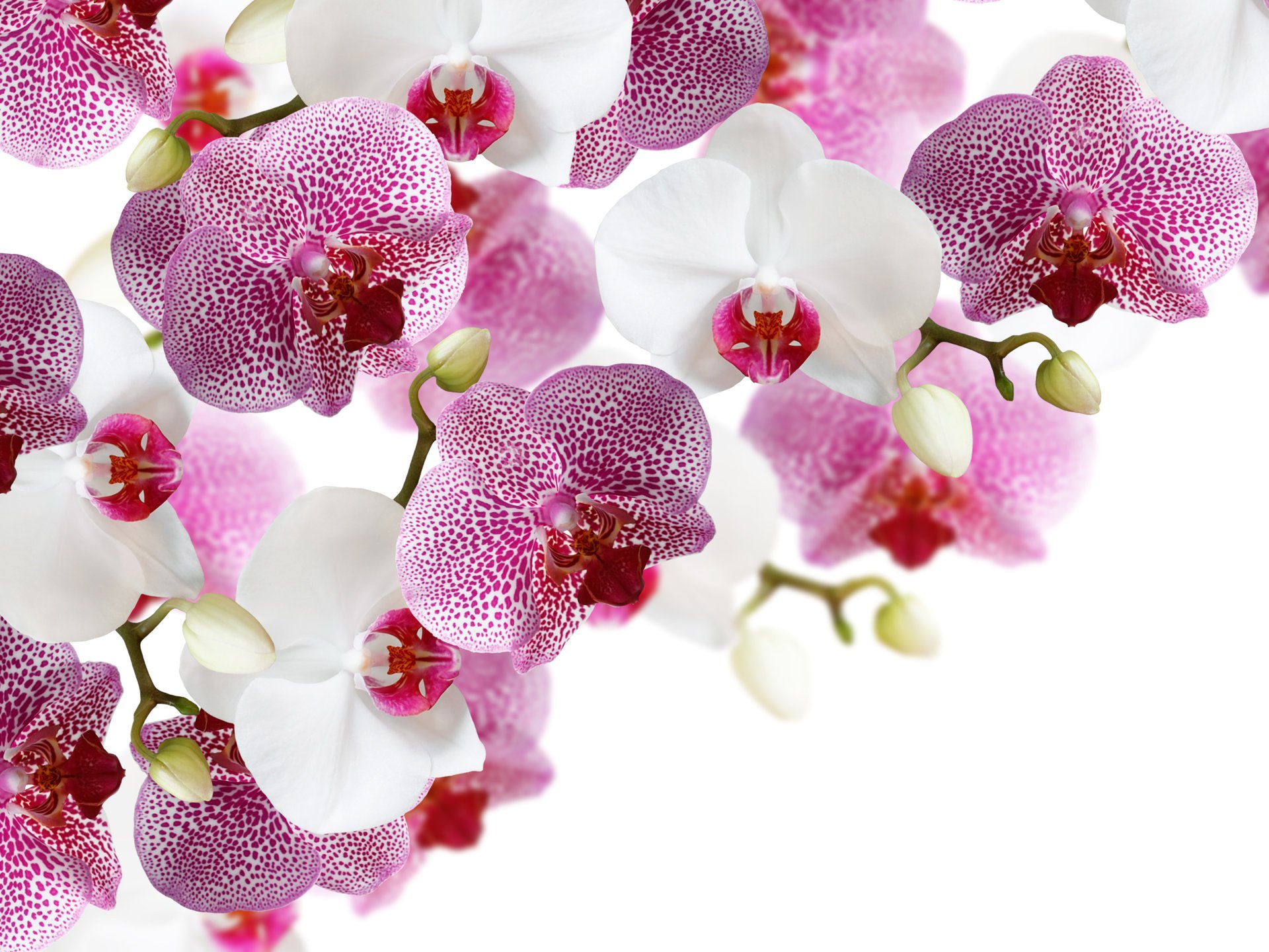 fleurs orchidées blanc fond