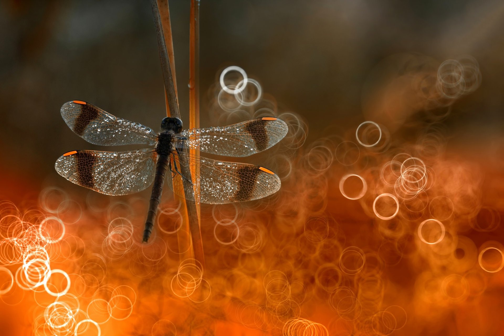 libellula luce bokeh