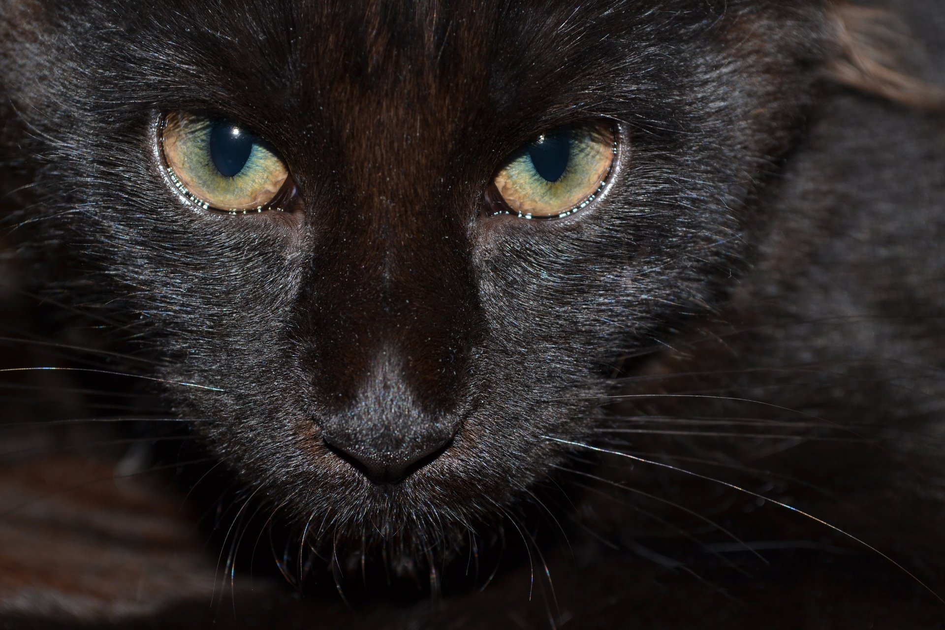 black cat eyes look pet maine coon