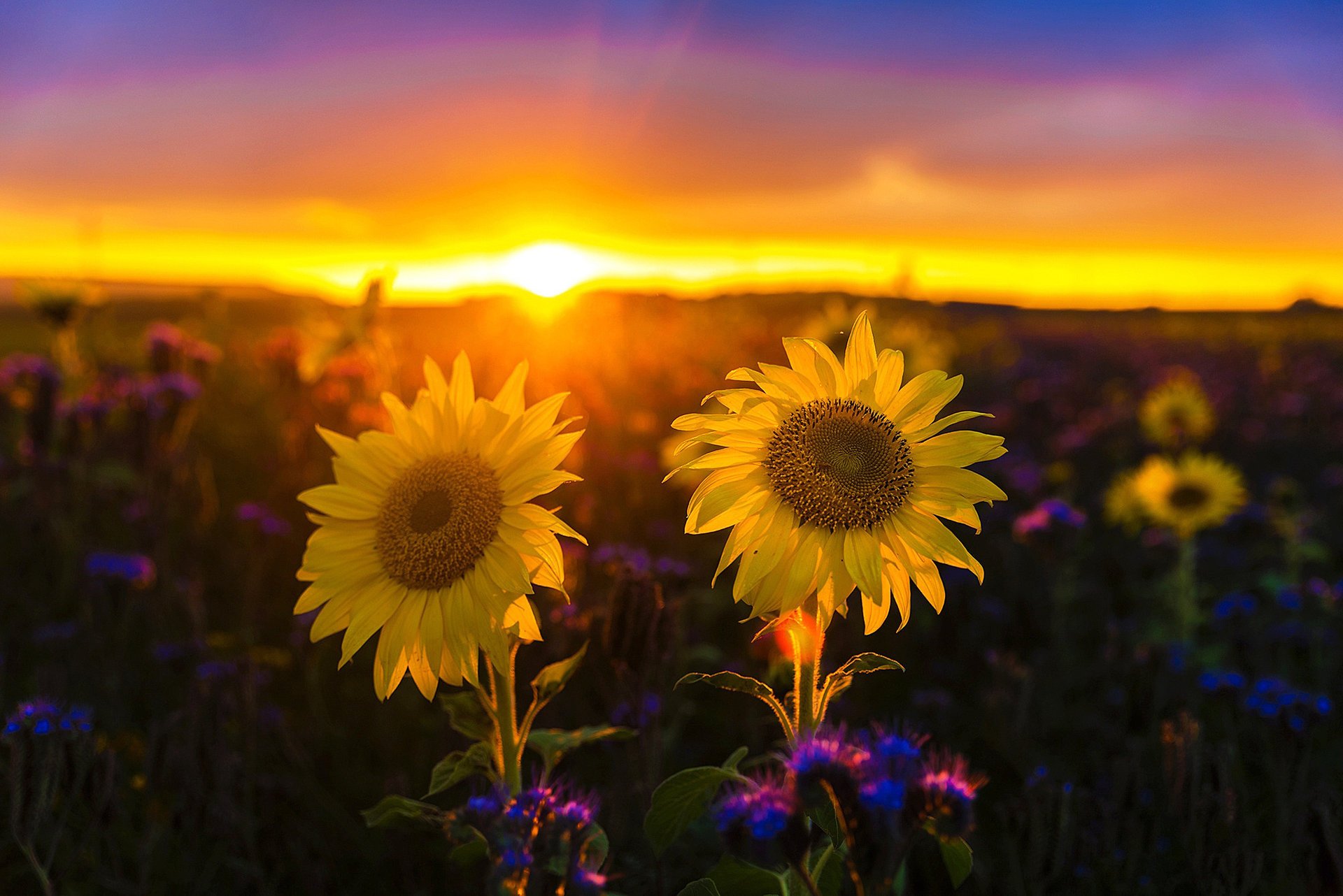 nature landscape field sunflowers sunset