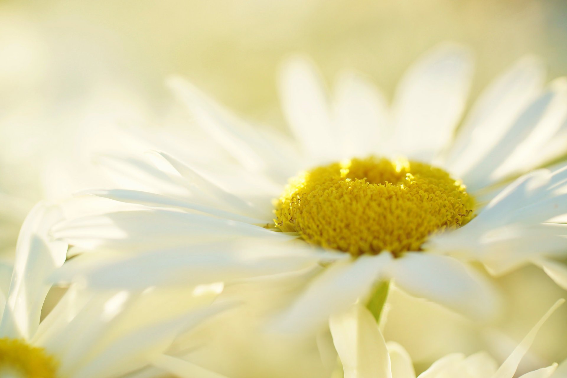 fleur blanc fond marguerite