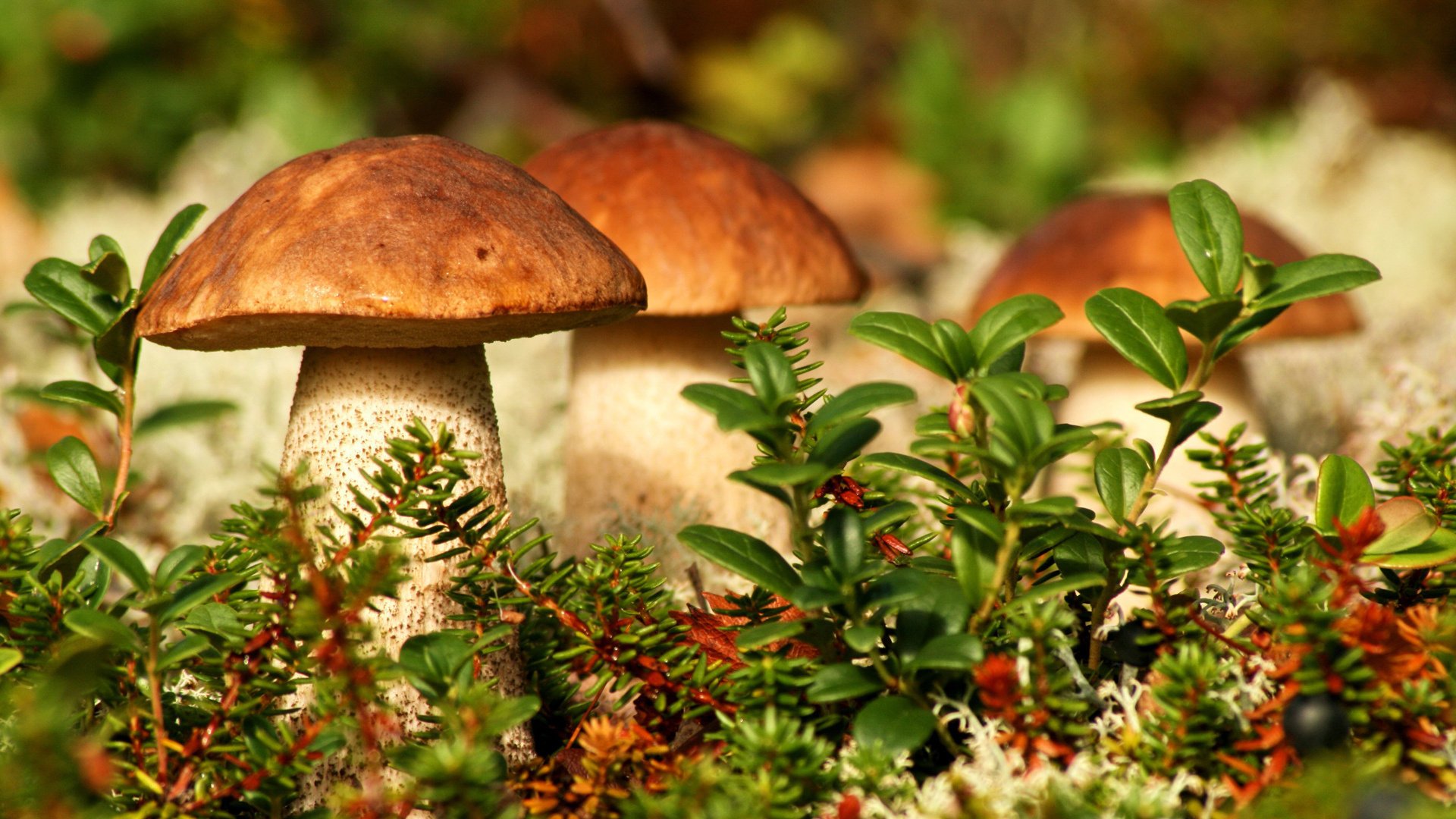 mushrooms forest macro