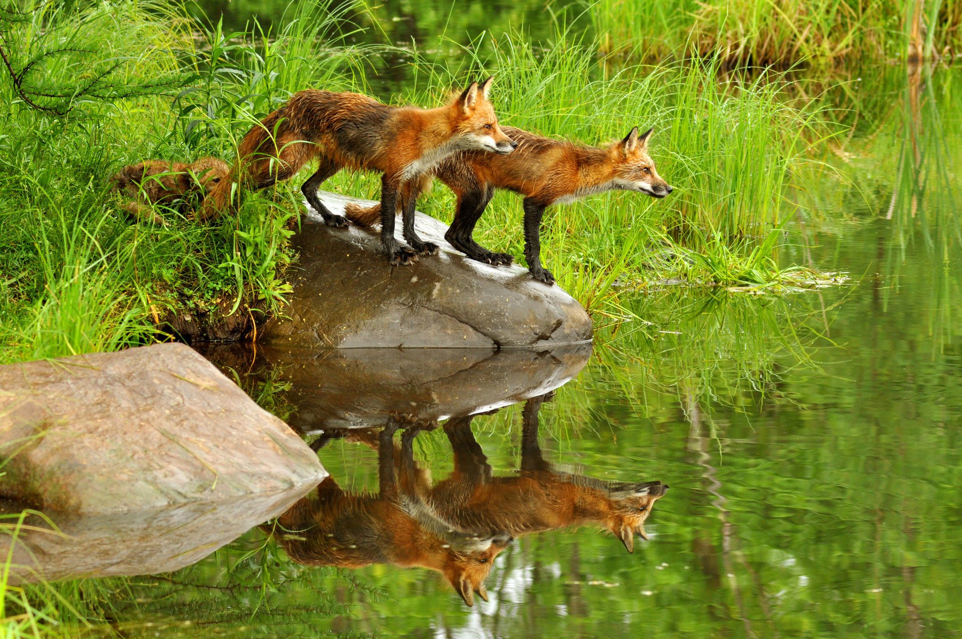 volpi rosse natura erba