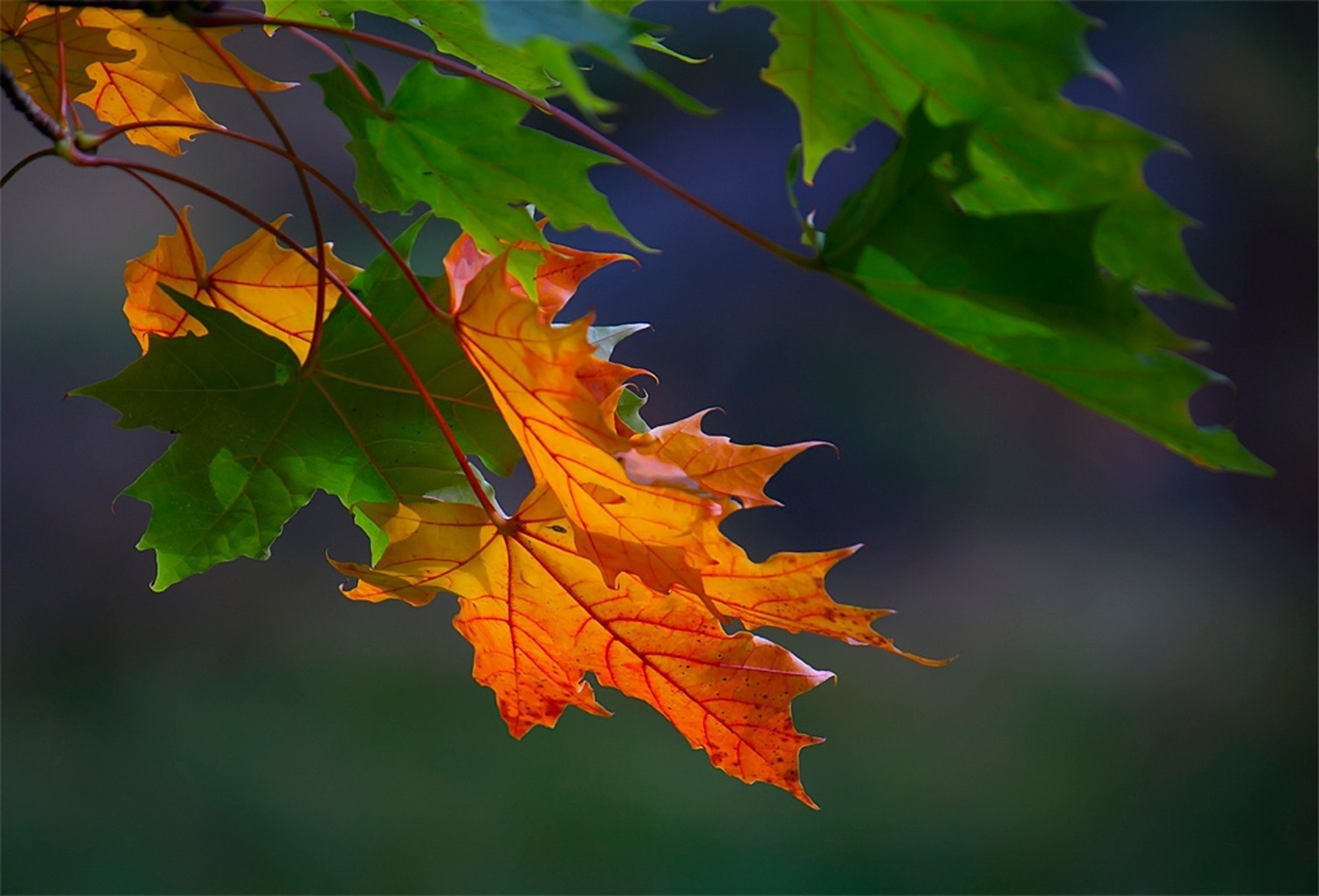 blätter makro ahorn herbst