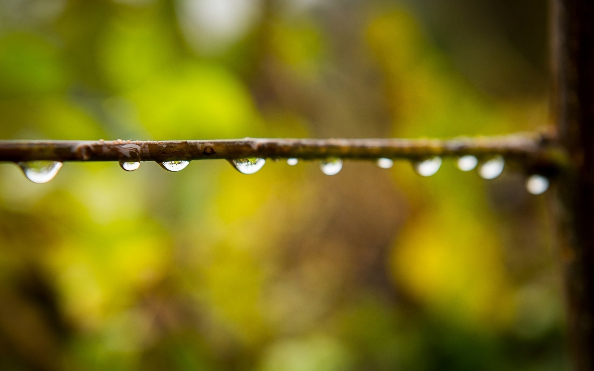 gros plan rose eau flou bokeh gouttes branche