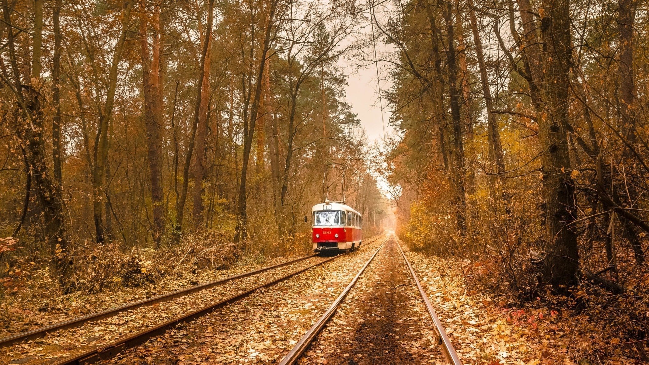 tramwaj jesień las tory