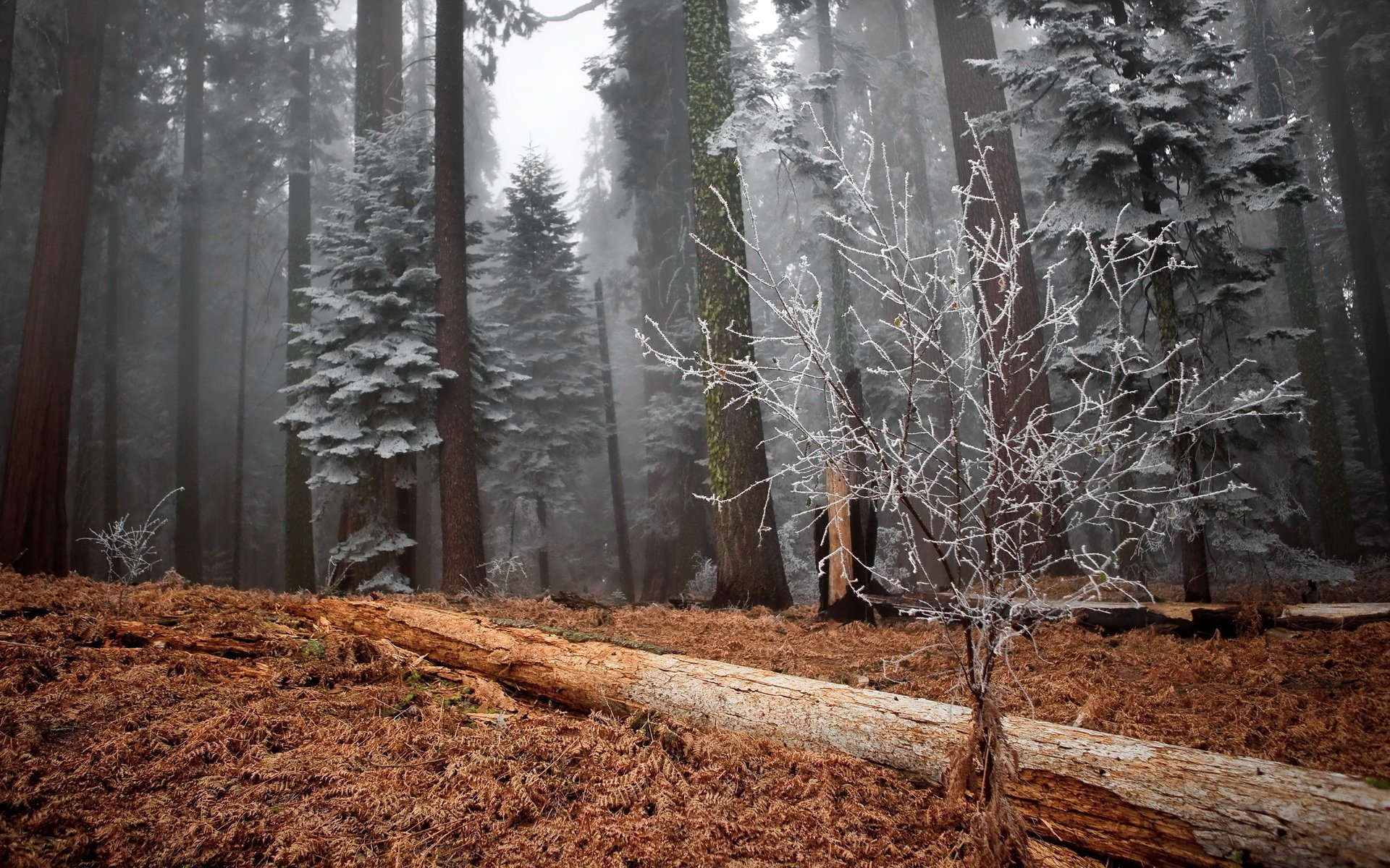 trees forest winter frost