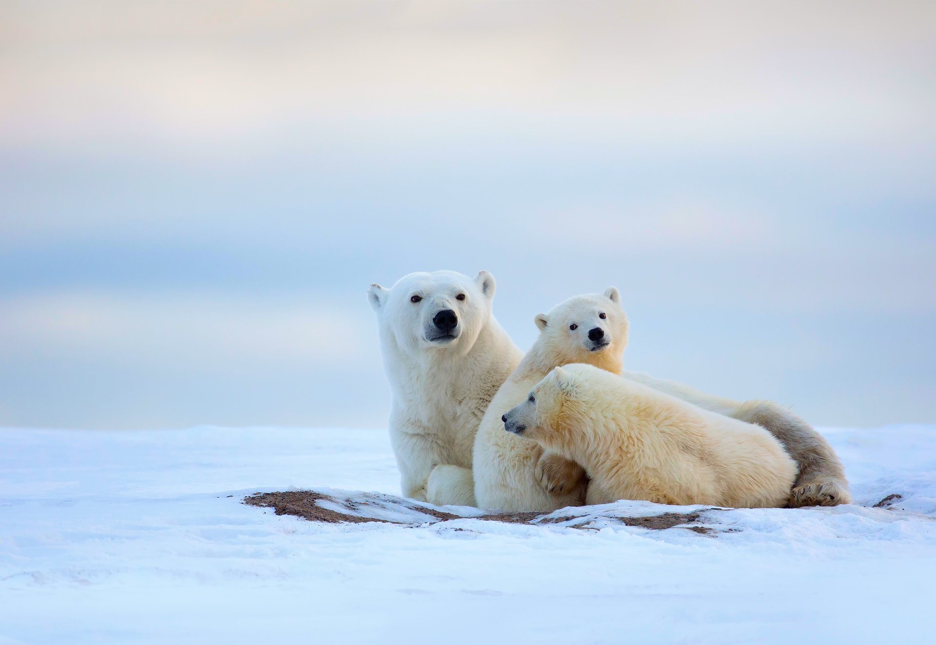 ours polaires hiver nord froid oursons ourse