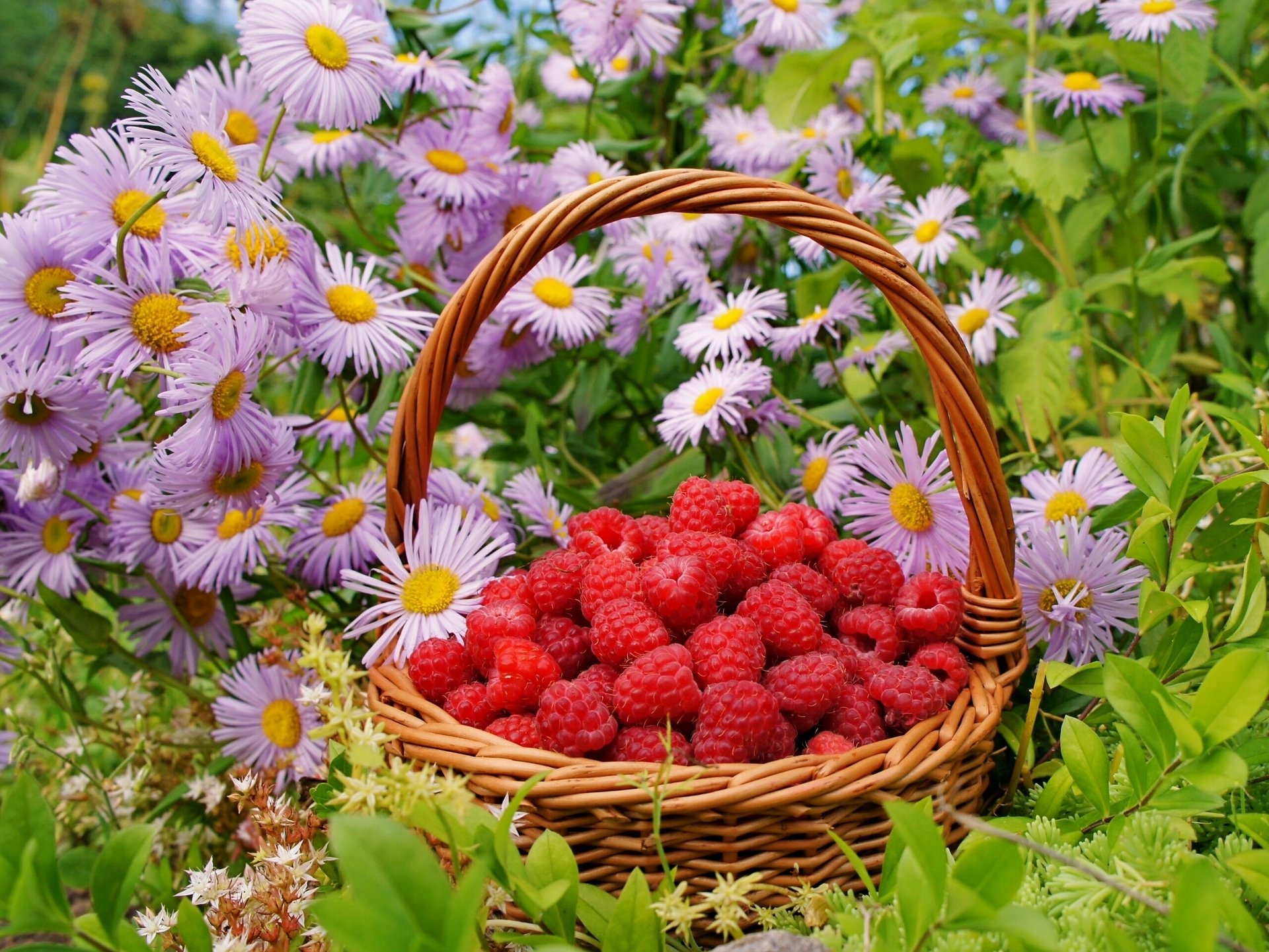 frambuesas bayas cesta flores