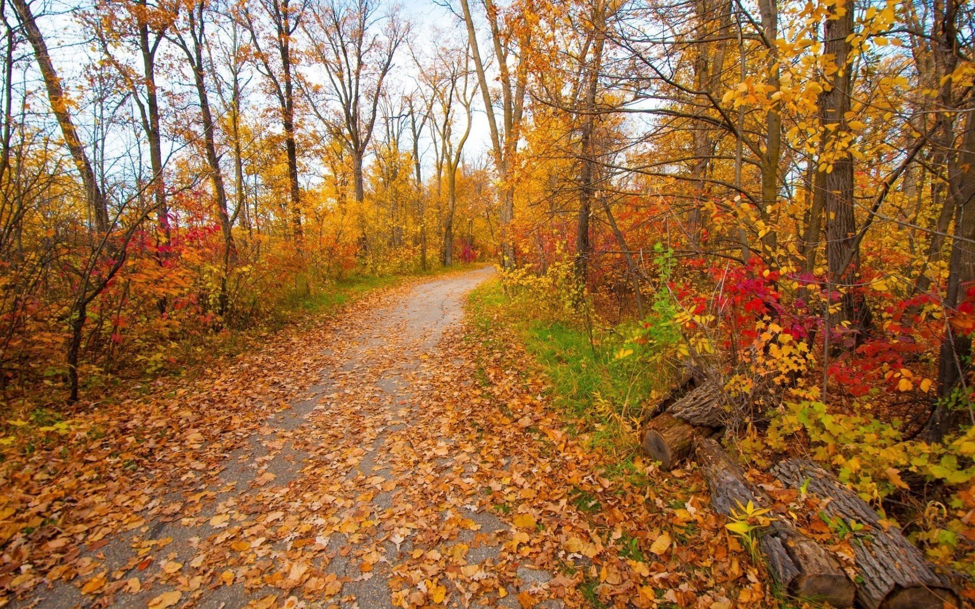 feuilles ciel automne nature nuages arbres