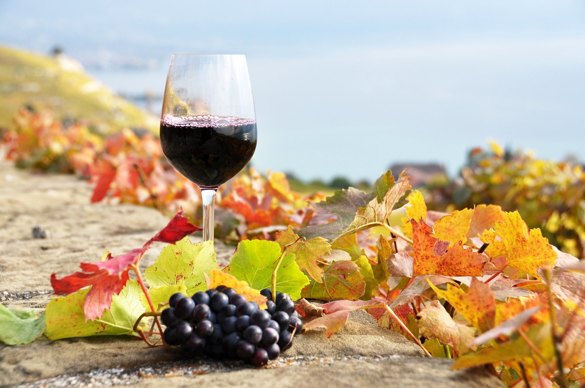 wein rot weinberge weinglas trauben blätter herbst