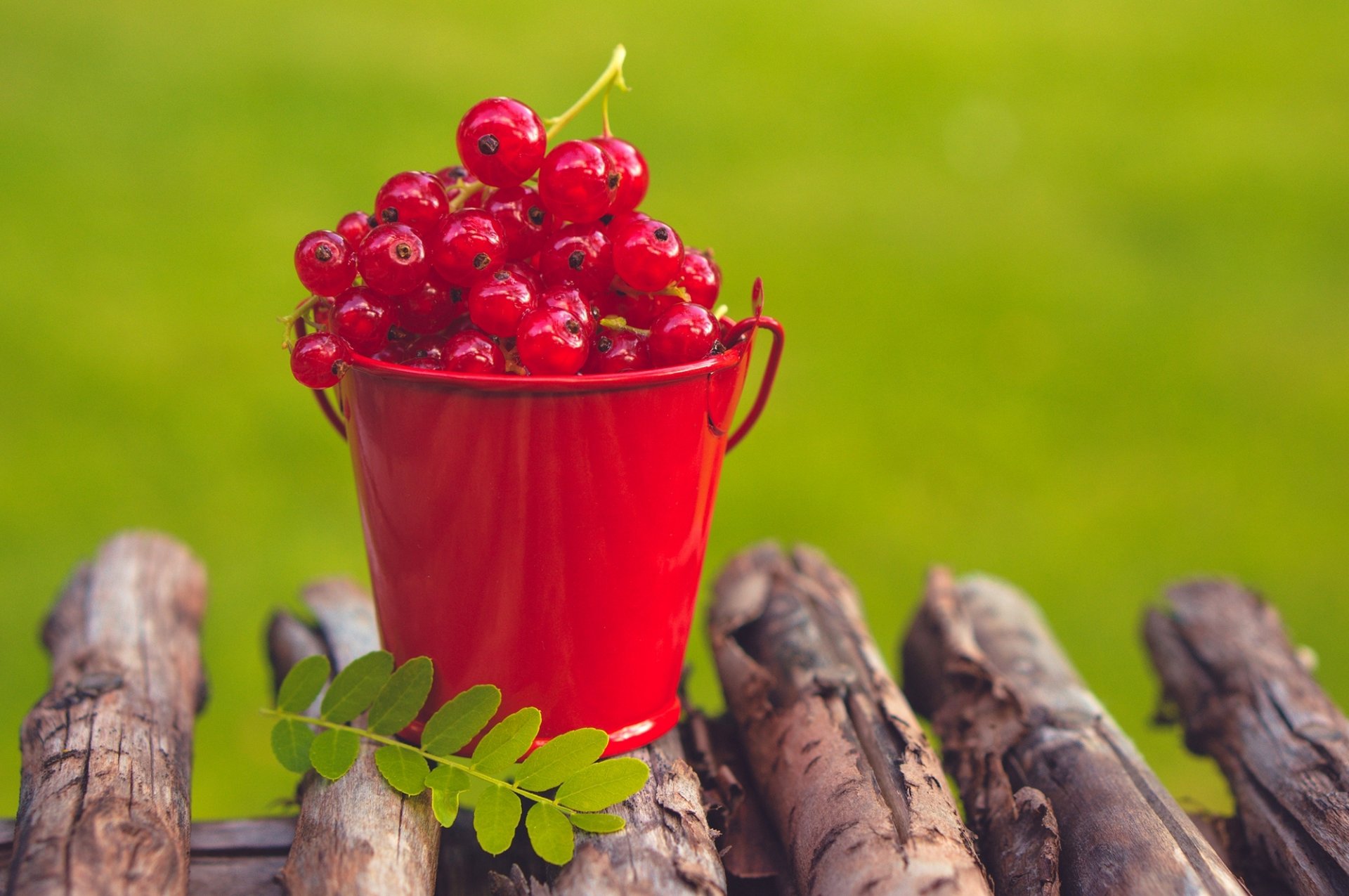 ribes rosso bacche estate