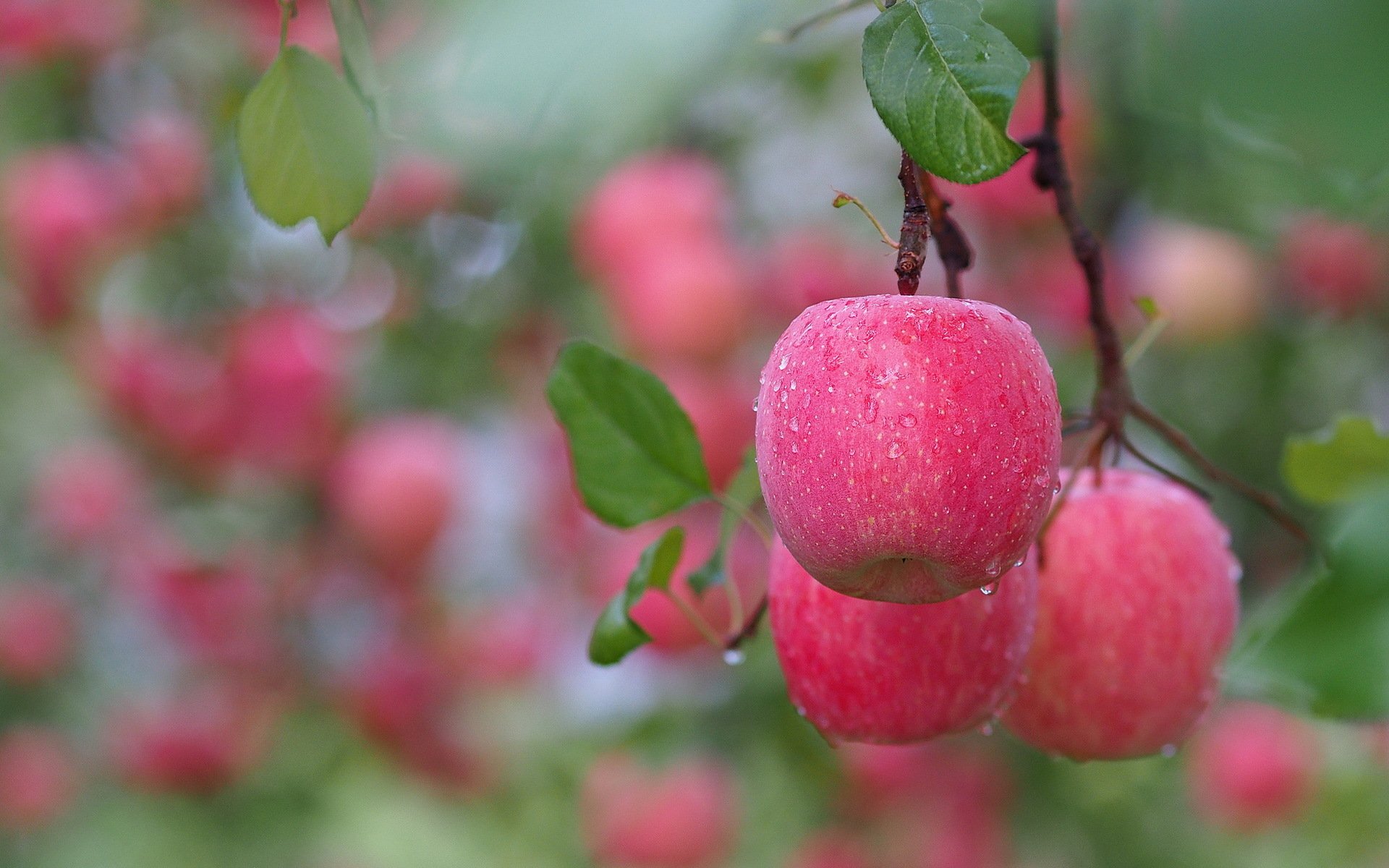 branch leaves fruit apples pink water droplets after the rain