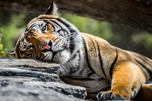 Majestätischer Tiger ruht auf einem uralten Stein