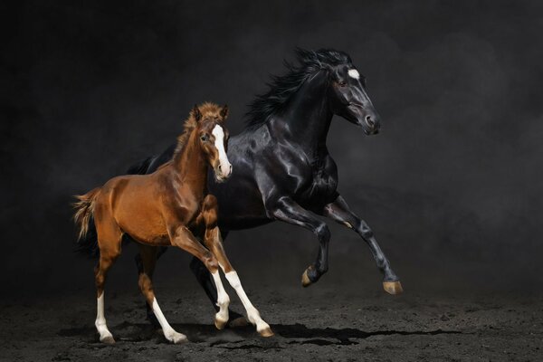 Majestic horses galloping on a black background