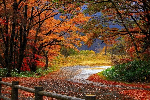 Autumn painted the forest road with bright colors