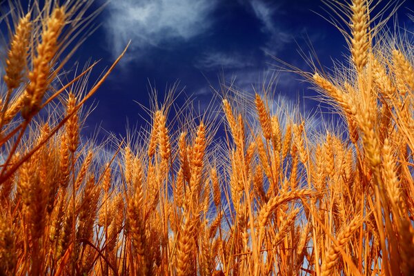 Ripe ears of wheat against the blue sky