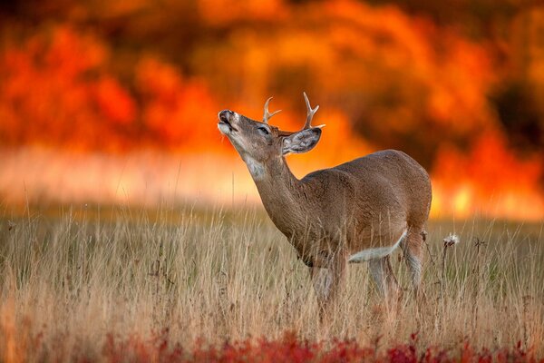 The cry of a wild deer on the background of a burning savanna