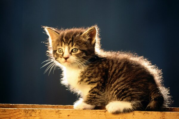 Small, striped lump with white paws