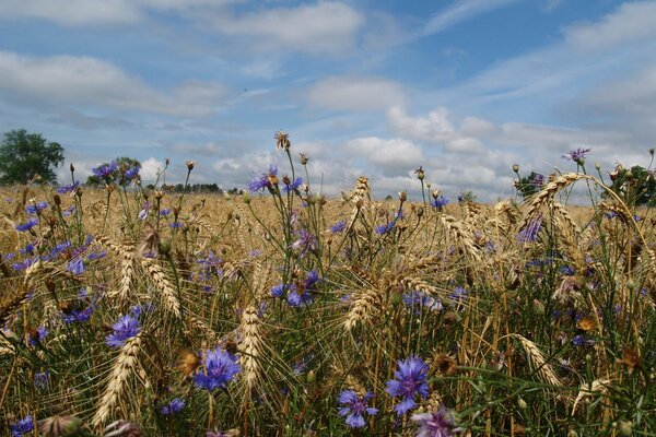 Cornflowers and cornflowers on the summer field